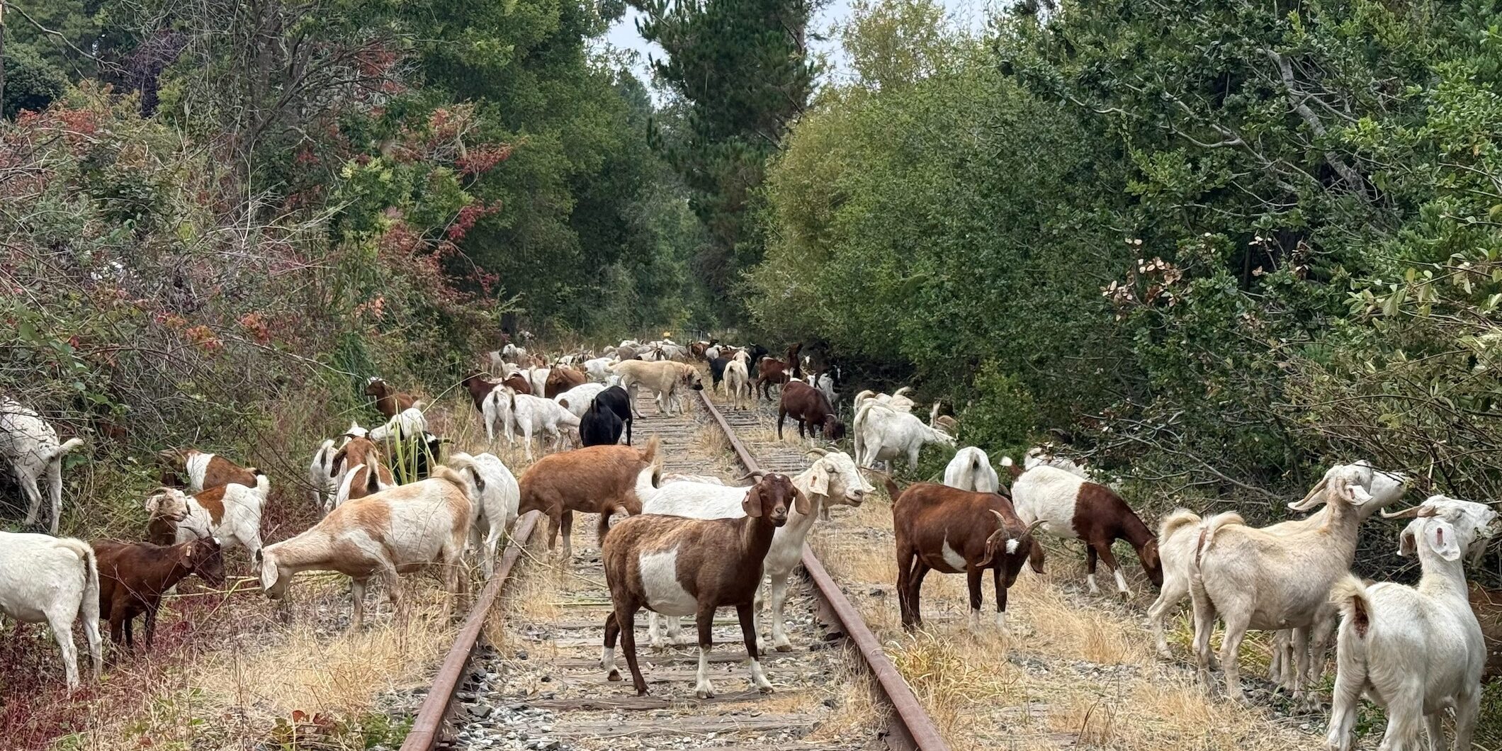 Goats on rail