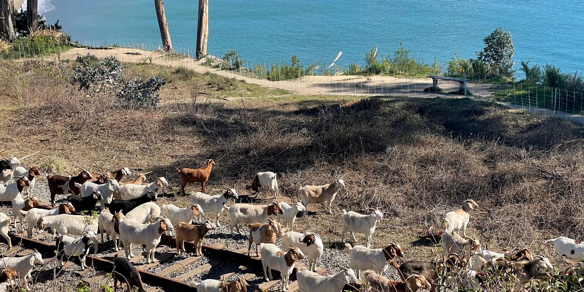 goats-1
